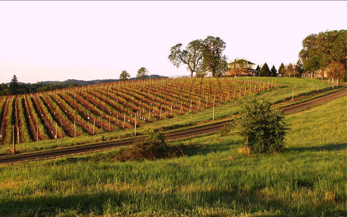 Vineyard hillside