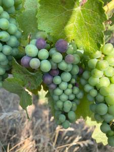 grape on a vine
