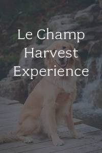 Le Champ Harvest Experience event display