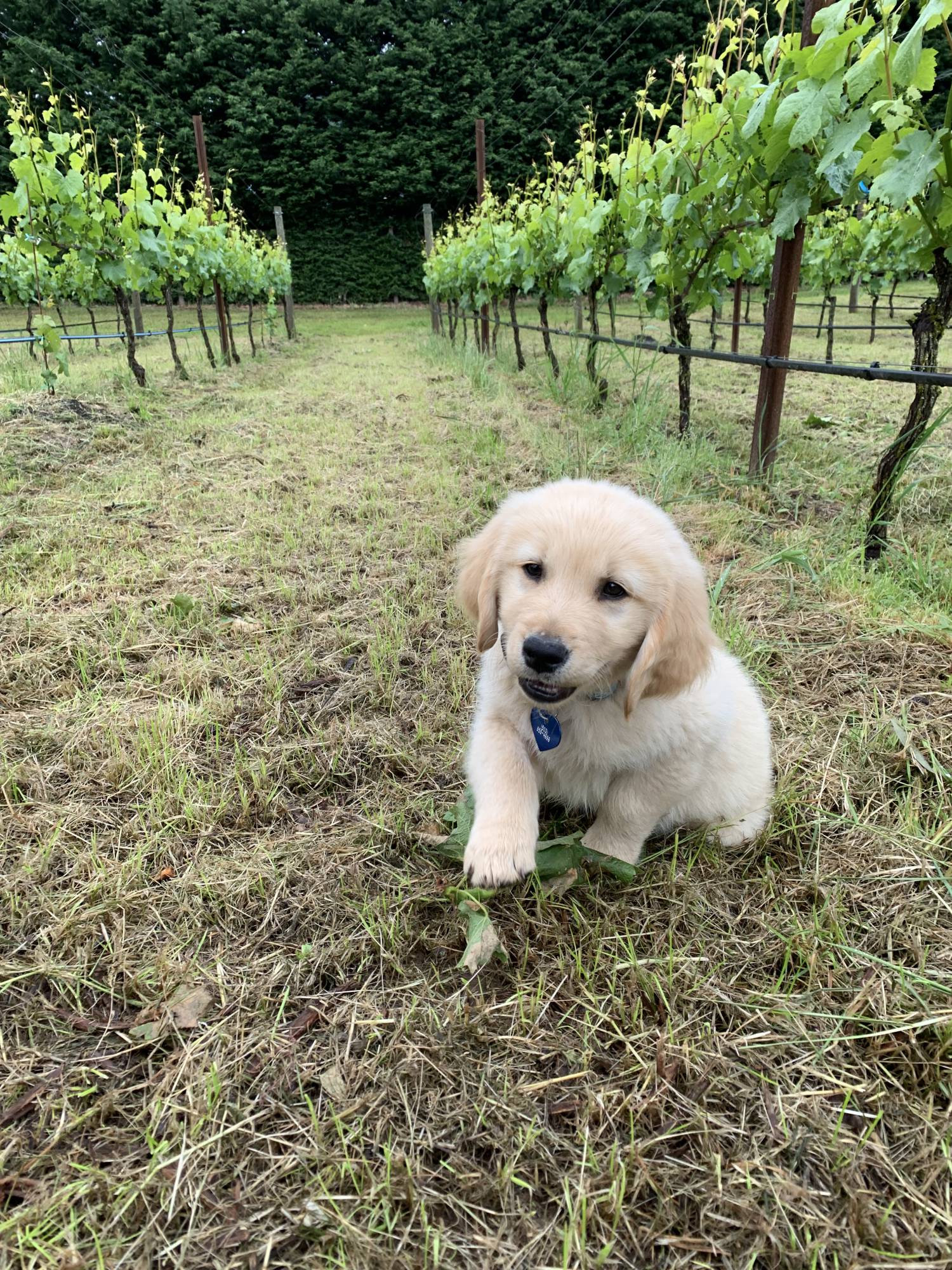 Puppy in vineyard