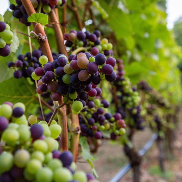 Wine grapes in a vineyard