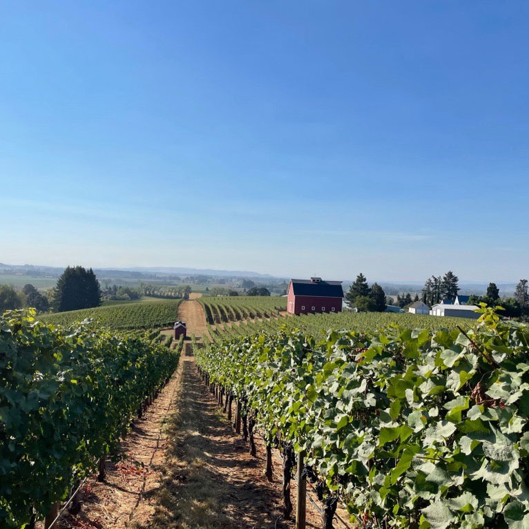 Vineyard